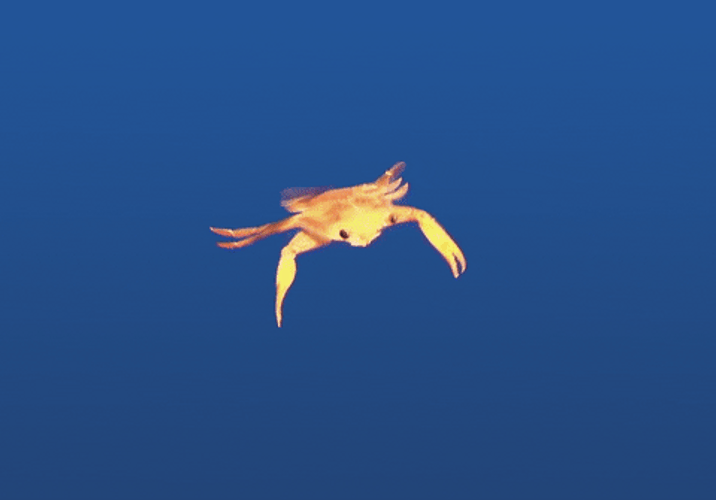 Crab Swimming Underwater