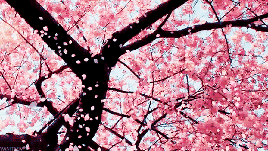 Nature&s Cherry Blossom