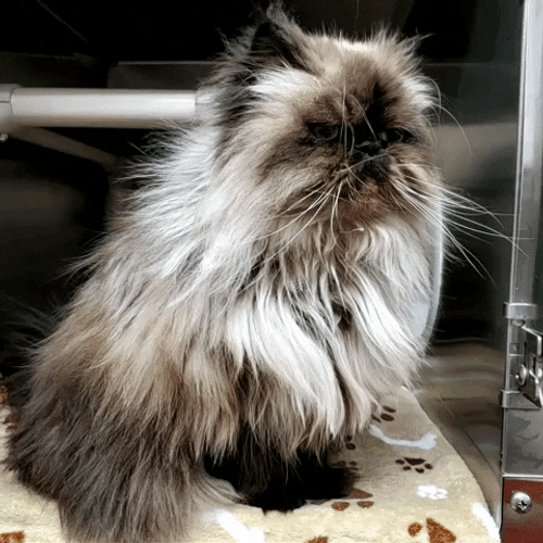 Persian Grumpy Cat Sitting
