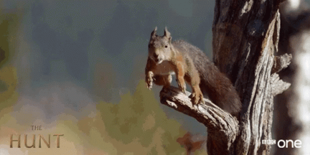 Jumping Rodent Squirrel