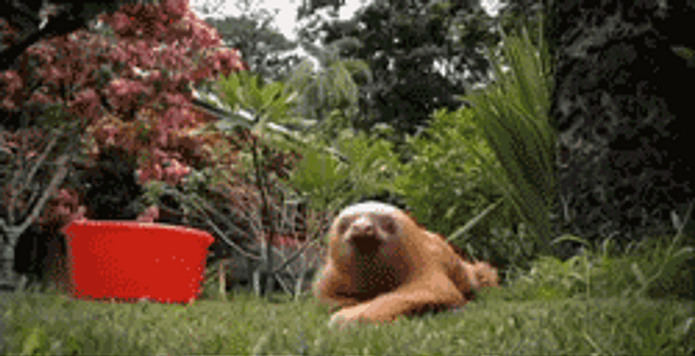 Sloth Slowly Crawling