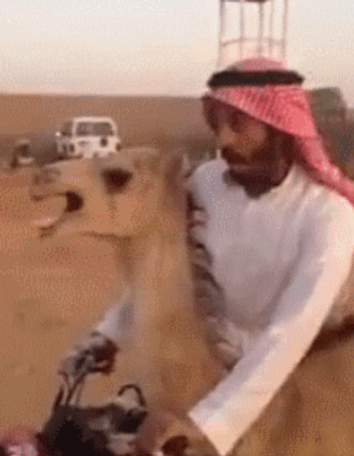 Camel Man Atv Ride
