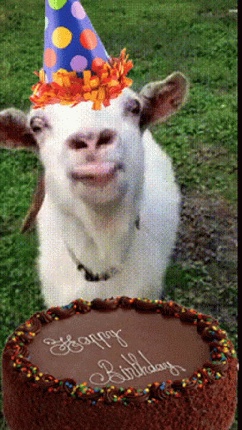 Happy Birthday Cake Goat