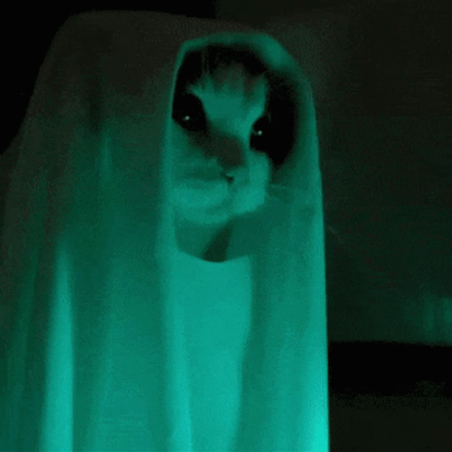 Funny Ghost Cat
