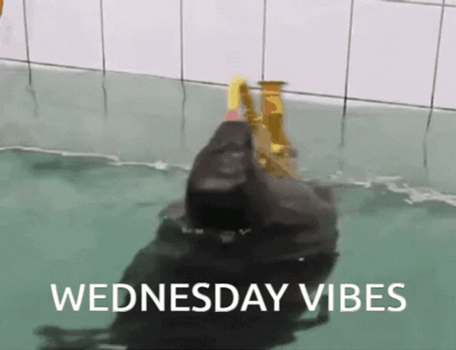 Wednesday Vibes Seal Spinning