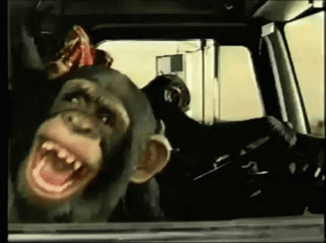 Monkey Animal Laughing Hysterically