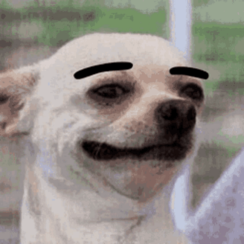 Chihuahua Dog Eyebrows