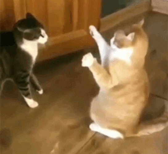 Fighting Cat