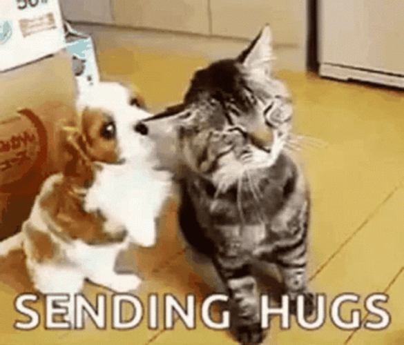 Sending Hugs Kitten Puppy
