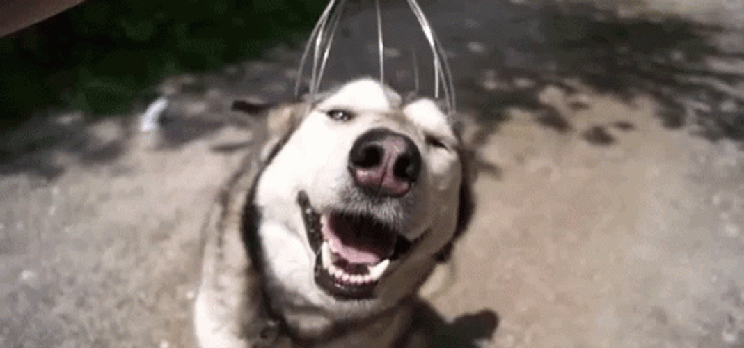 Head Massage Husky Dog