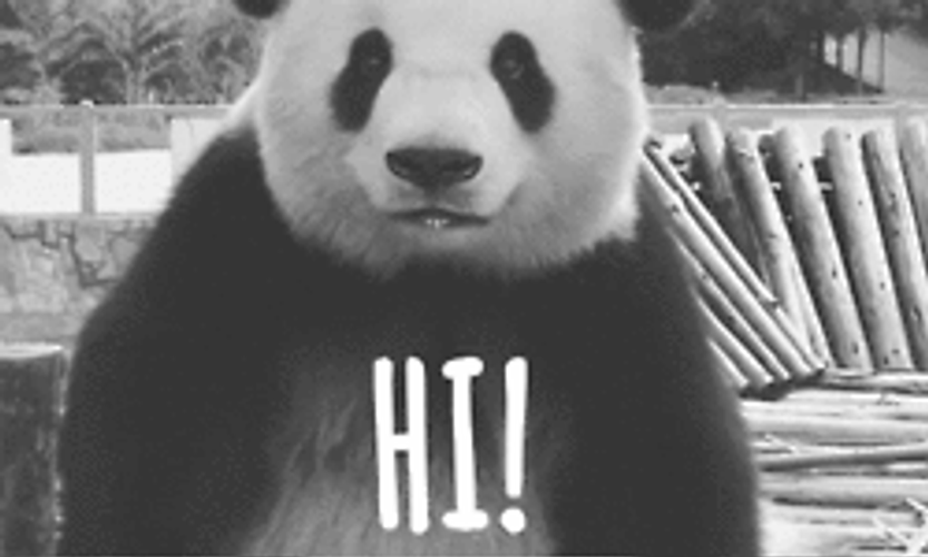 Cute Panda Hi