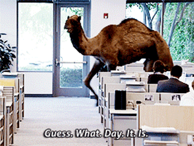 Camel Guess What Day