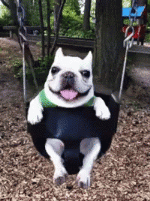 White Bulldog Riding Swing
