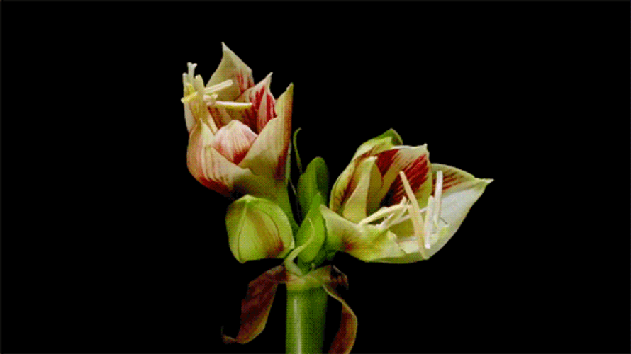 Time-lapse Hippeastrum Flower