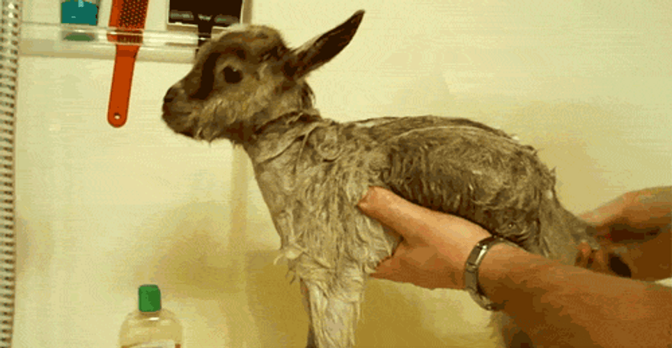 Bathing Baby Goat
