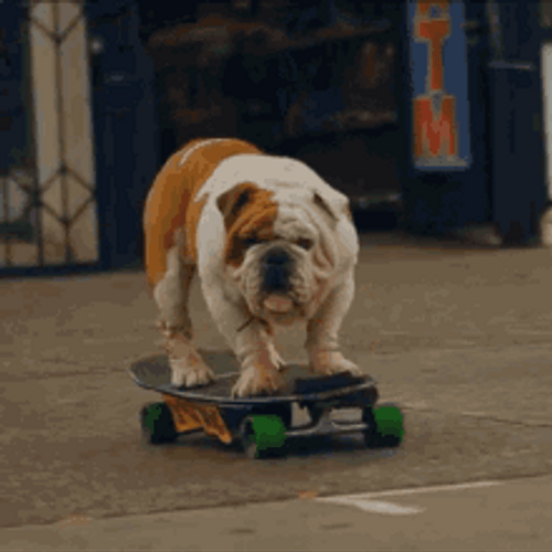 Cute Bulldog Skateboarding