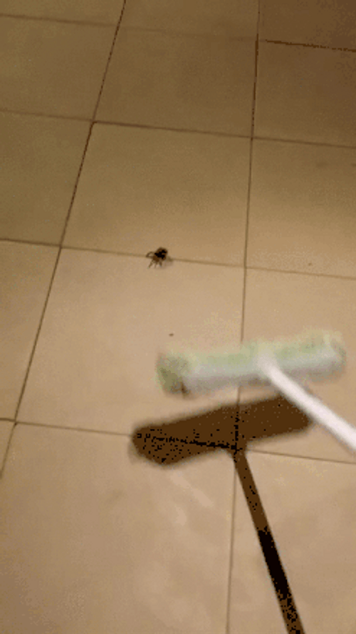 Map Hitting Ants Spider