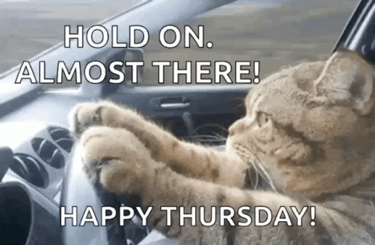Happy Thursday Cat Driving