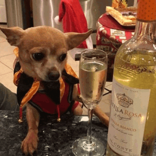 Chihuahua No Champagne