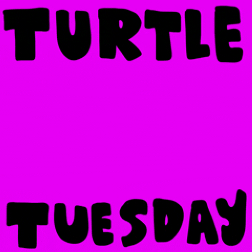 Turtle Tuesday Animation