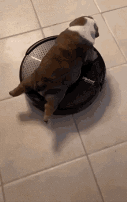 Funny Bulldog Vacuum Machine