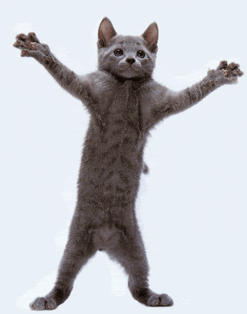 Dancing Cat Shaking Body
