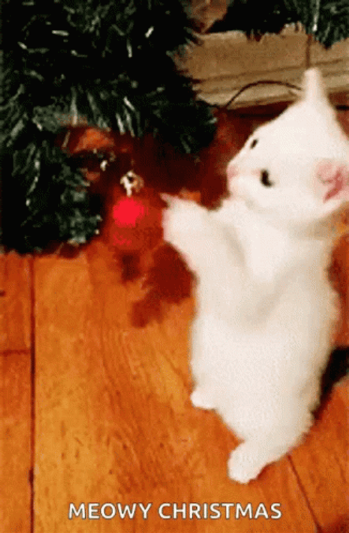 Merry Christmas Cute Cat