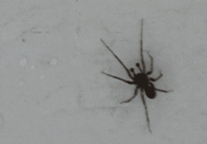 Wall Spider Crawling