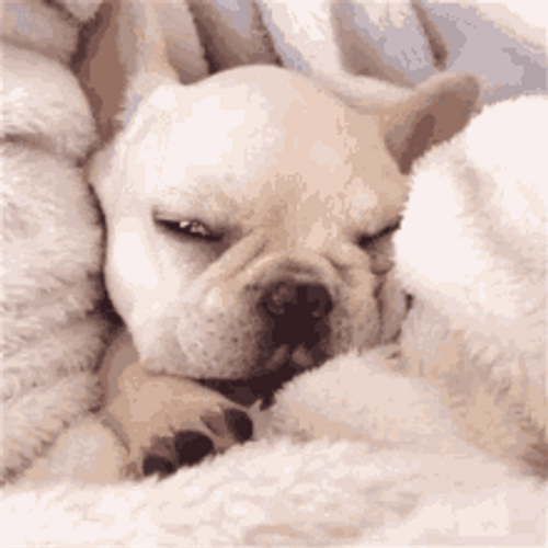 Baby White Bulldog In Bed