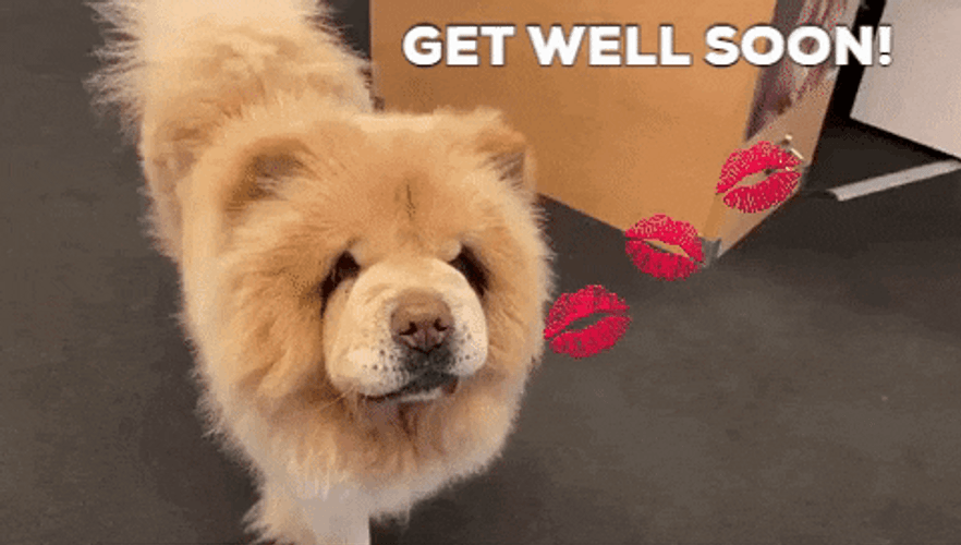 Chow Chow Get Well Soon