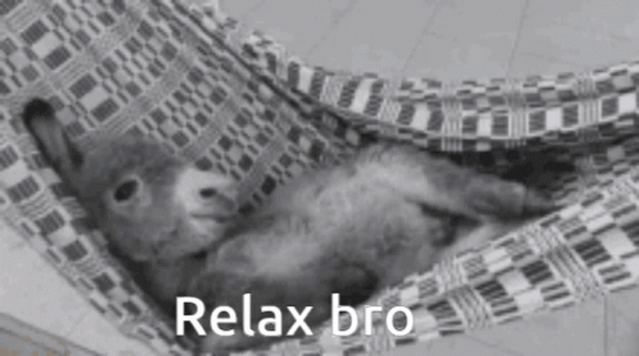 Donkey Relax Bro