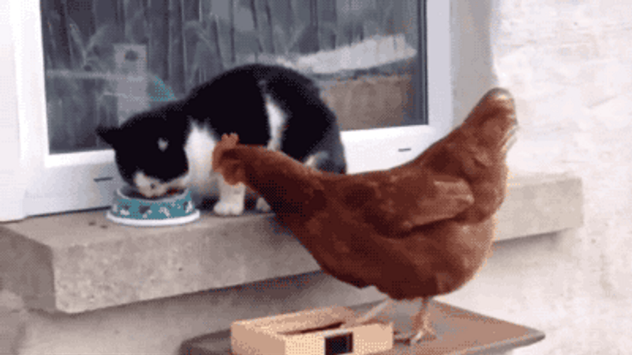 Cat Tapping The Chicken Head
