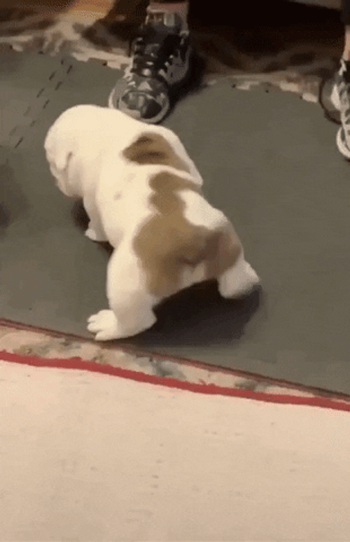Cute Splitting Bulldog