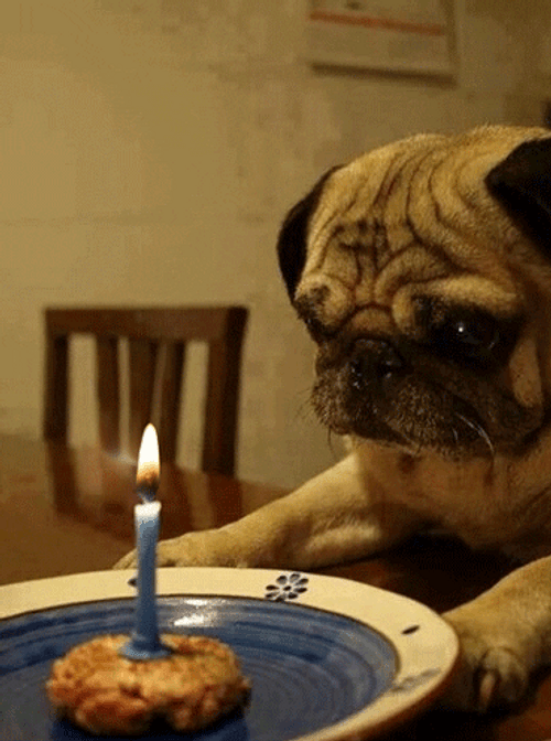 Sad Birthday Pug Dog