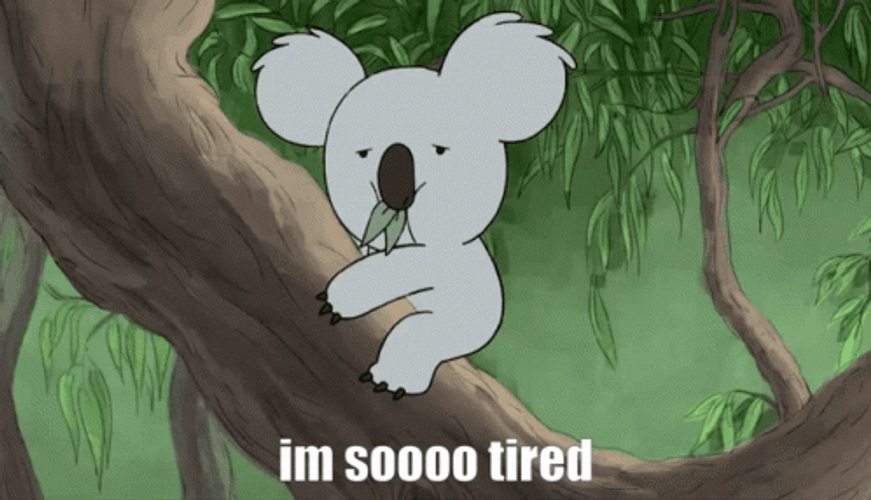 Koala So Tired