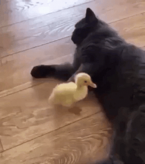 Grumpy Cat Kicking Pekin Duck
