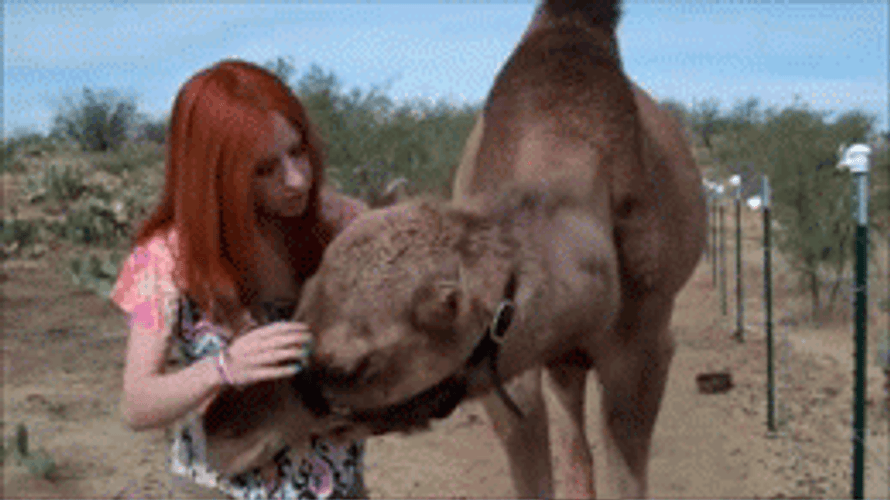 Camel Pet Head Rub