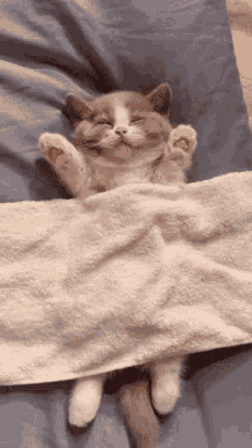 Sleepy British Shorthair Cat