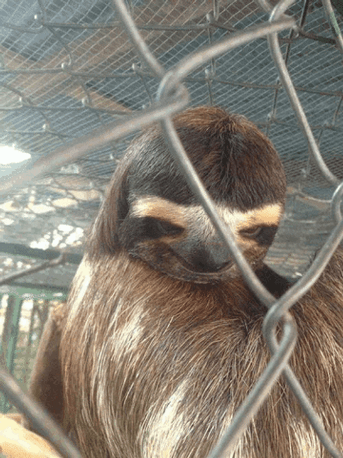 Sloth Moving Eyebrows