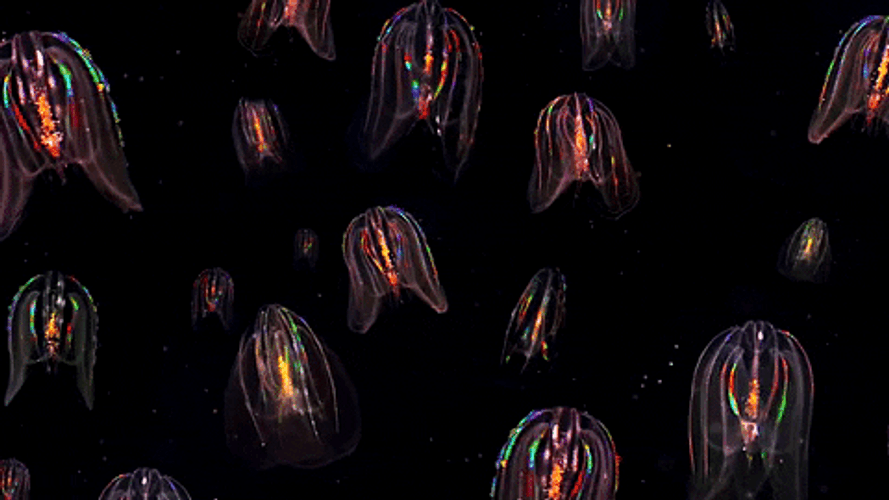 Comb Glowing Jellyfish