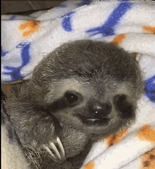 Sloth Charmingly Smiling