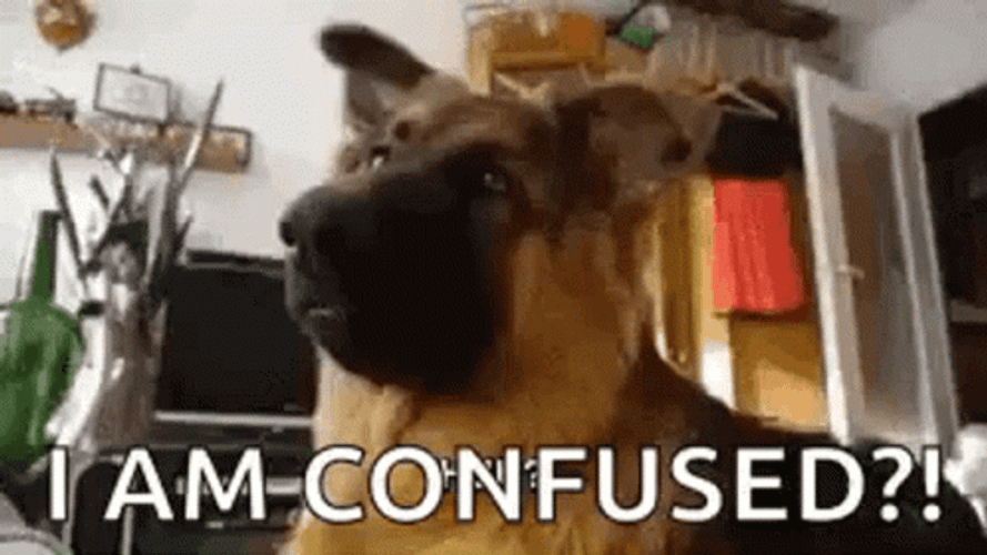 Confused German Shepherd Dog