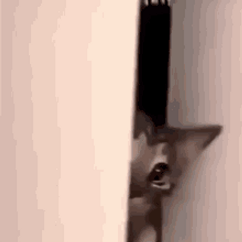 Cute Gray Cat Peeping