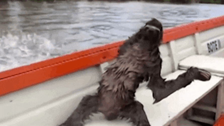 Sloth Riding A Speedboat
