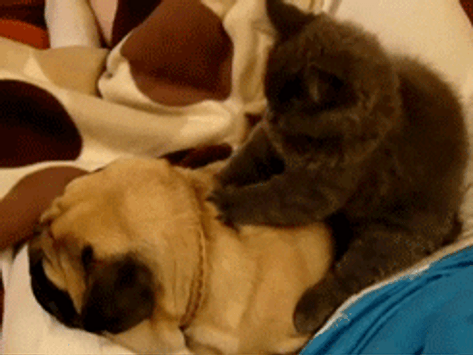 Massage Love Dog Cat