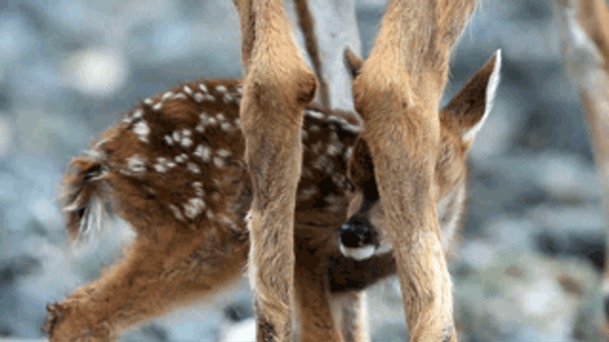 Baby Deer In Nature