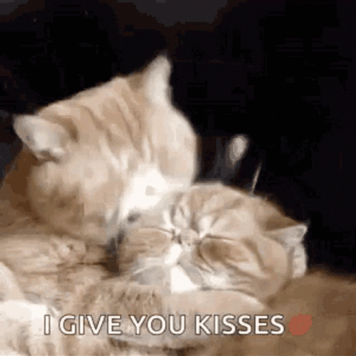 I Give You Kisses Cat