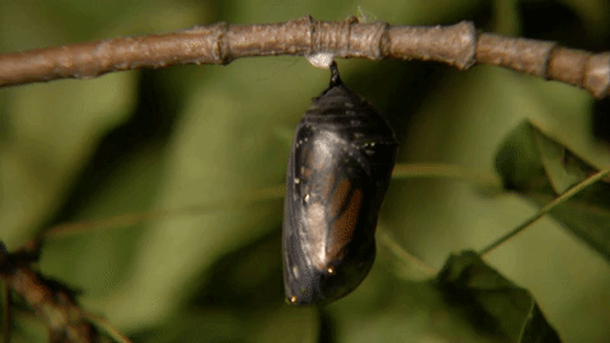 Butterfly Emerging From Chrysalis