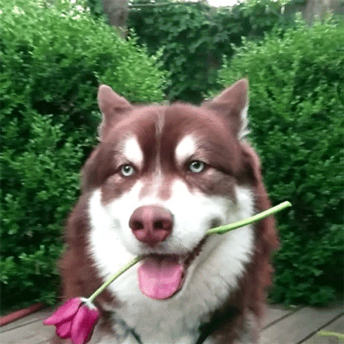 Dog With Flower