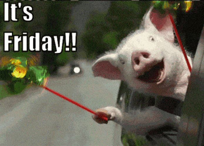 Happy Friday Excited Pig